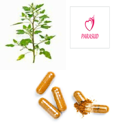 GÉLULES d' Anserine potentille (plante) 220 mg