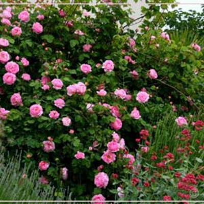 HUILE ESSENTIELLE de Bois de rose BIO