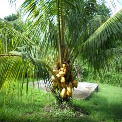 HUILE VÉGÉTALE de Noix de coco fractionnée