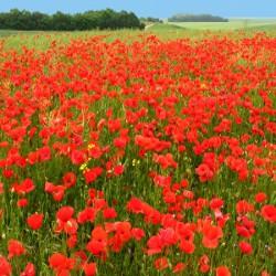 GÉLULES de Coquelicot 140 mg