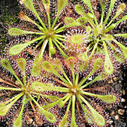 Gélules de Drosera