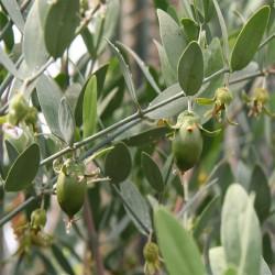 HUILE VEGETALE de jojoba