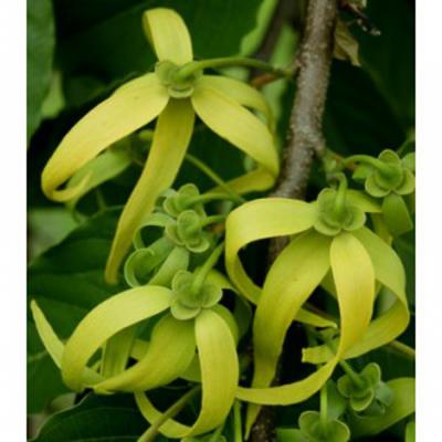 HUILE ESSENTIELLE de Ylang ylang III