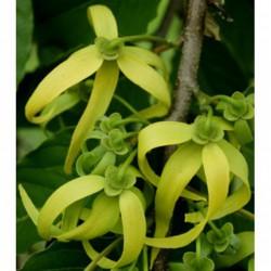 HUILE ESSENTIELLE de Ylang ylang III BIO